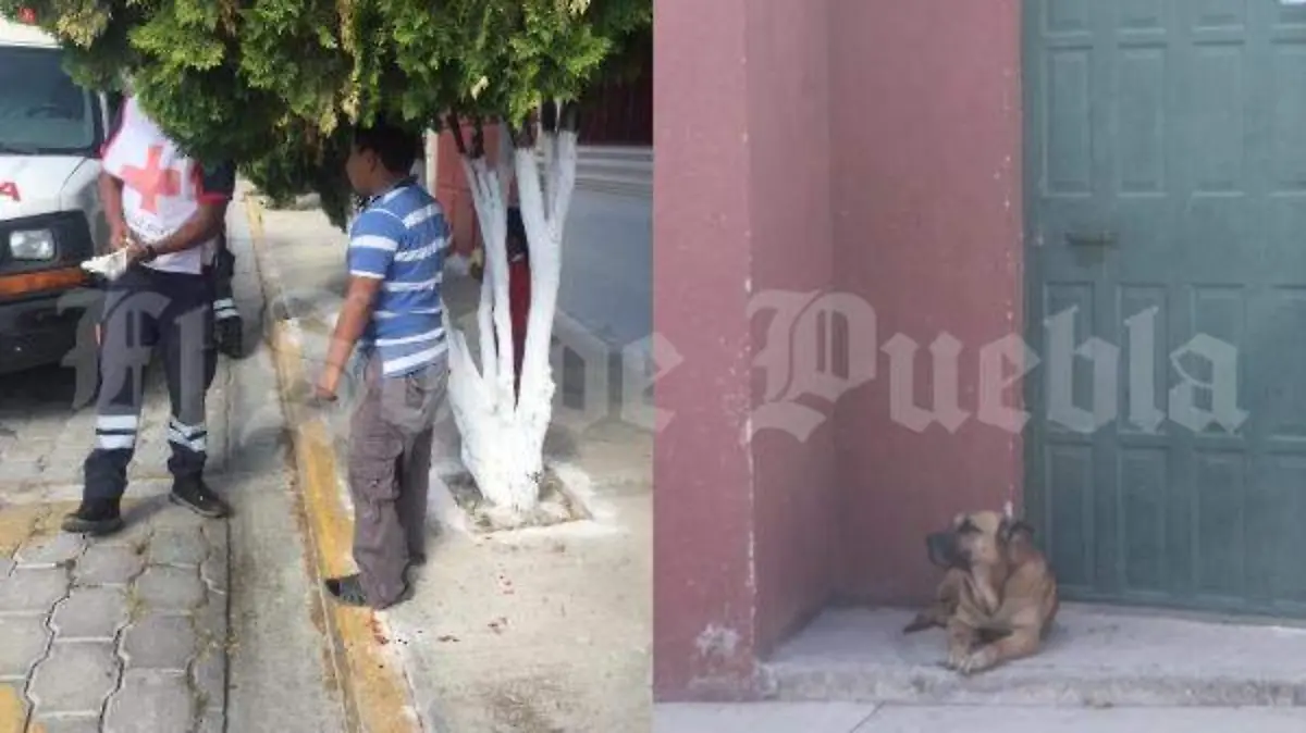 Menor ataque perro Tehuacán